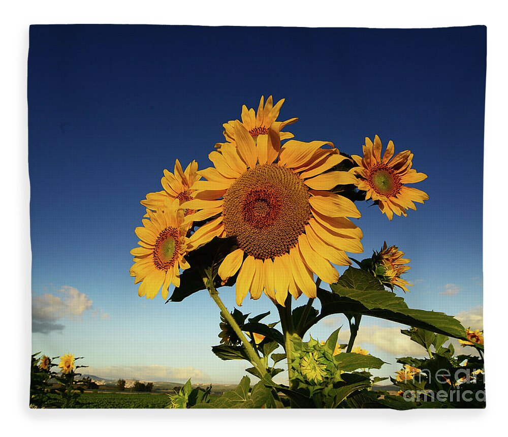 Morning Fleece Blanket featuring the photograph Good morning at sunrise by Arik Baltinester