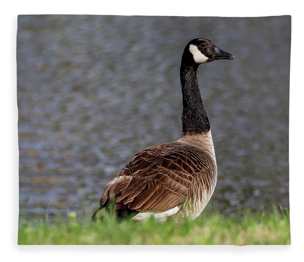 Birds Fleece Blanket featuring the photograph Goose by David Beechum
