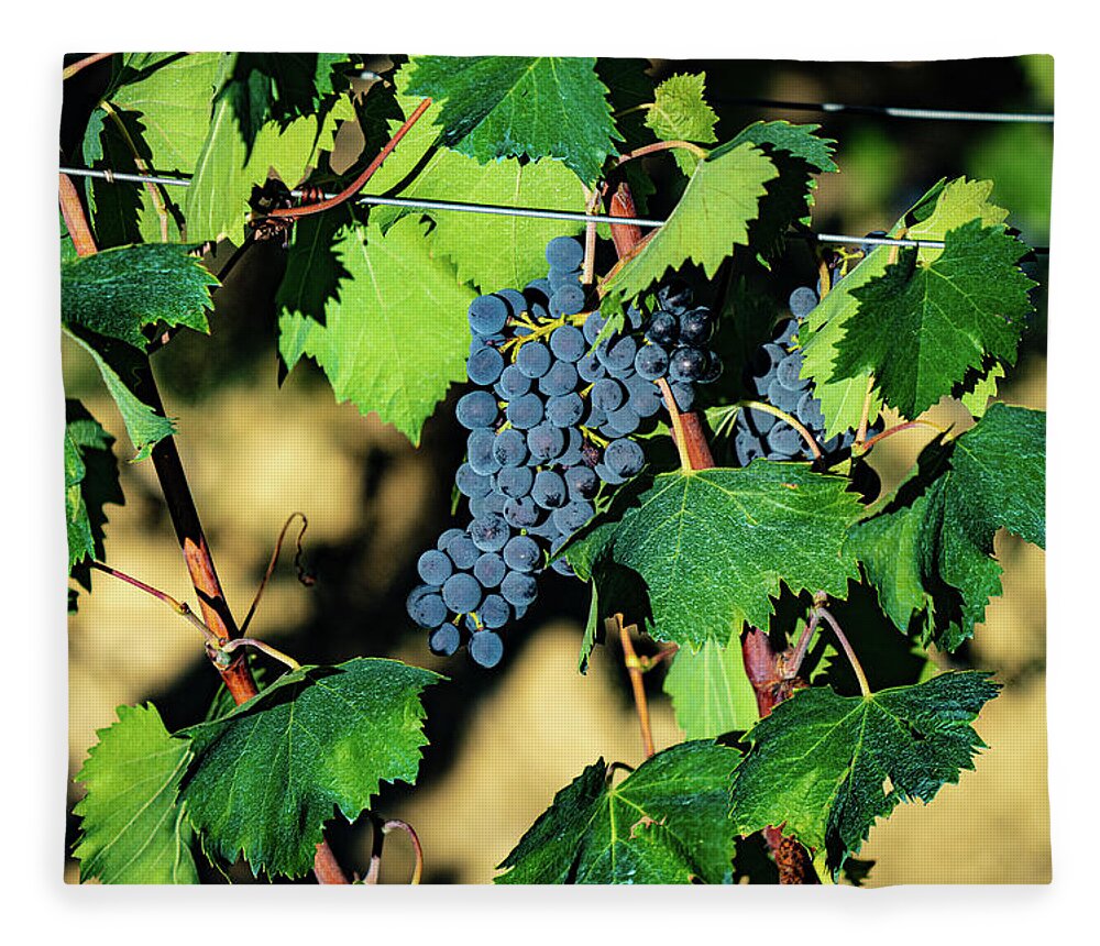 Italy Fleece Blanket featuring the photograph Grapes on the vine by Marian Tagliarino