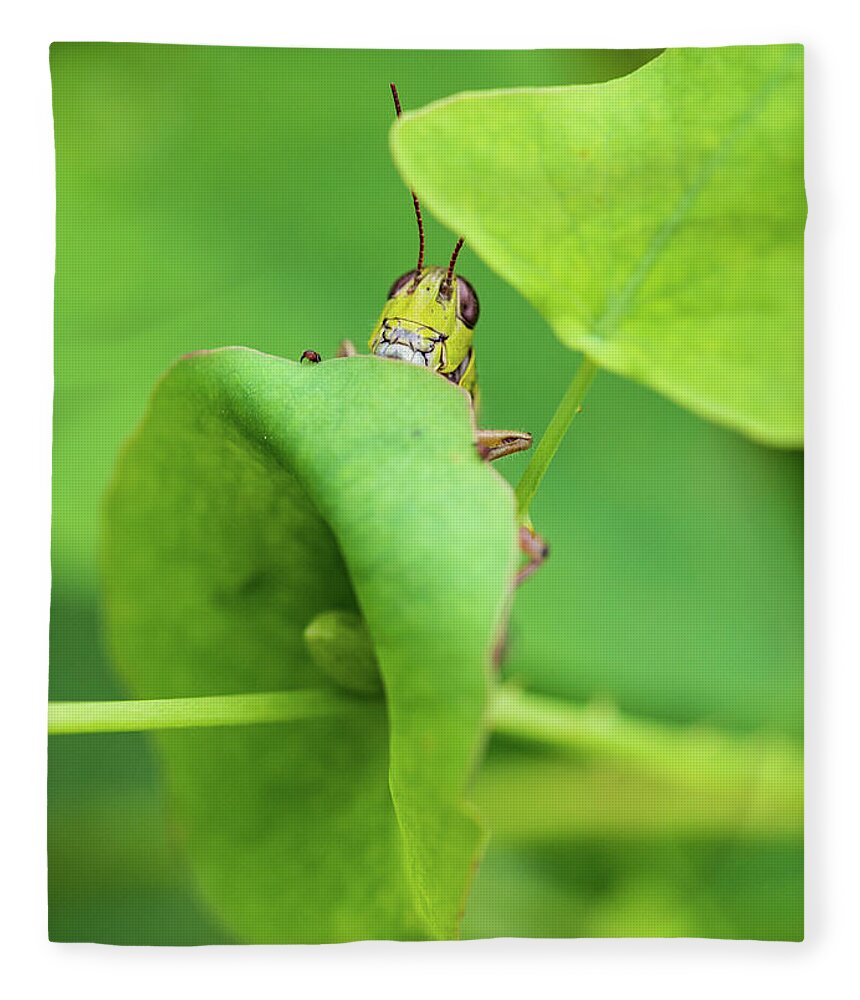 Animals Fleece Blanket featuring the photograph Grasshopper by Amelia Pearn