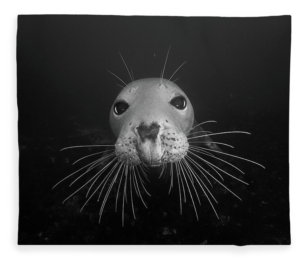 Seal Fleece Blanket featuring the photograph Gray seal by Brian Weber
