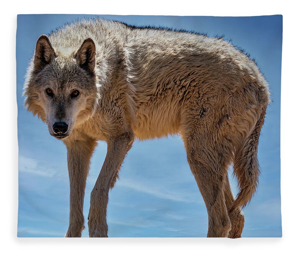 Sedona Fleece Blanket featuring the photograph Gray Wolf by Al Judge