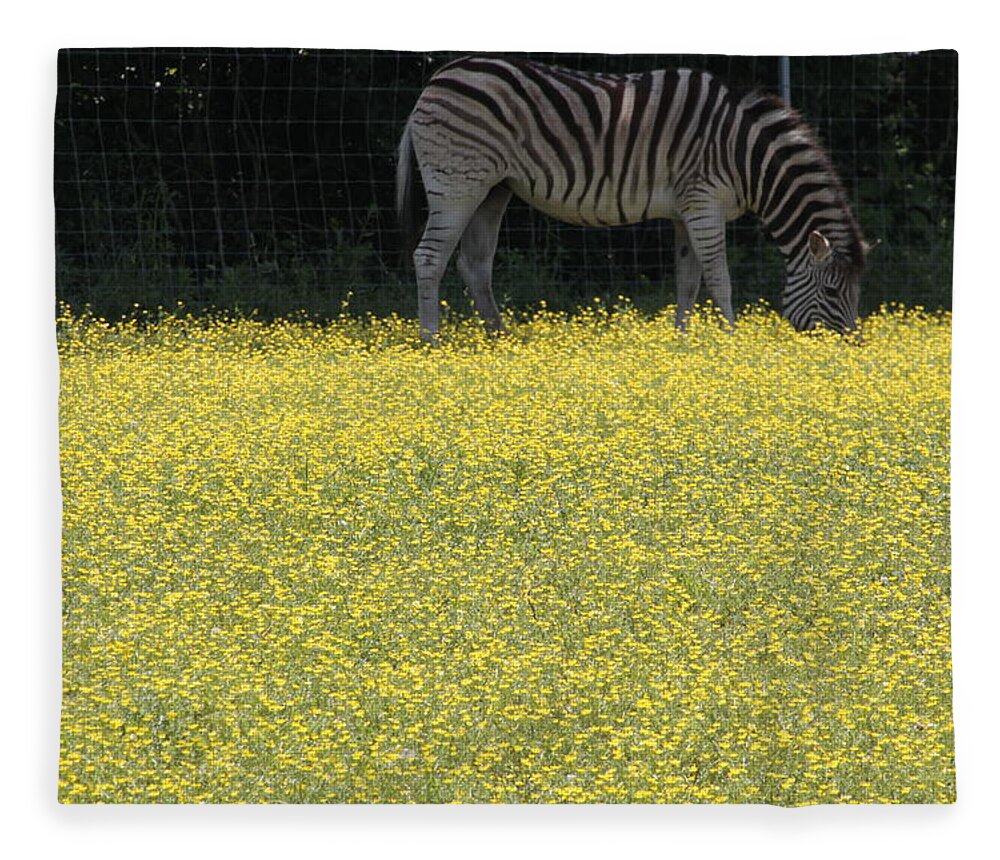 Horizontal Photograph Fleece Blanket featuring the photograph Grazing Zebra Nashville Zoo by Valerie Collins