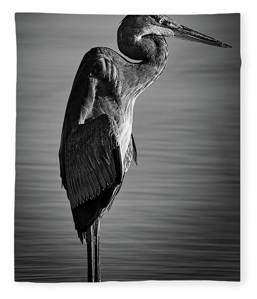  Swan Fleece Blanket featuring the photograph Great Blue Heron In Contemplation by Rene Vasquez