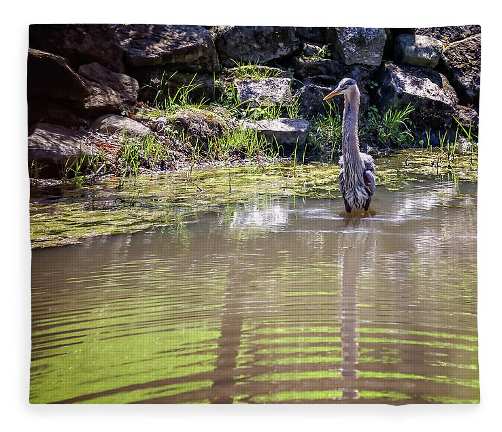 Great Blue Heron Fleece Blanket featuring the photograph Great Blue Heron Wading For Food by Pheasant Run Gallery