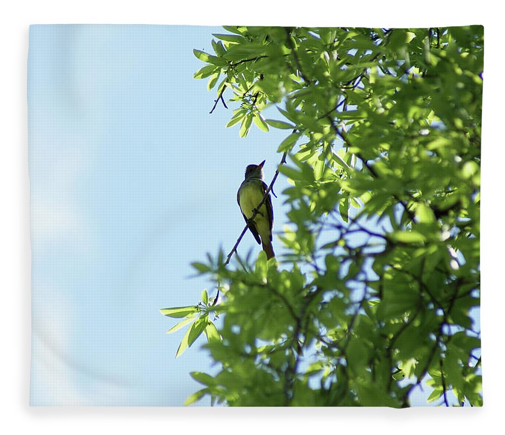  Fleece Blanket featuring the photograph Great Crested Gnatcatcher by Heather E Harman