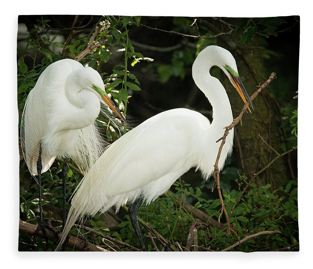 Wildlife Fleece Blanket featuring the photograph Great Egret Pair Nest Building by Kristia Adams