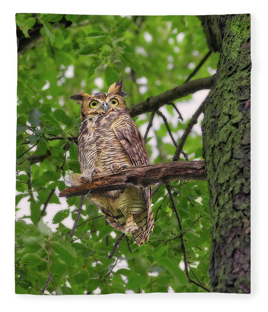 Great Horned Owl Fleece Blanket featuring the photograph Great Horned Owl after a rain, being pestered by crows and a squirrel by Peter Herman