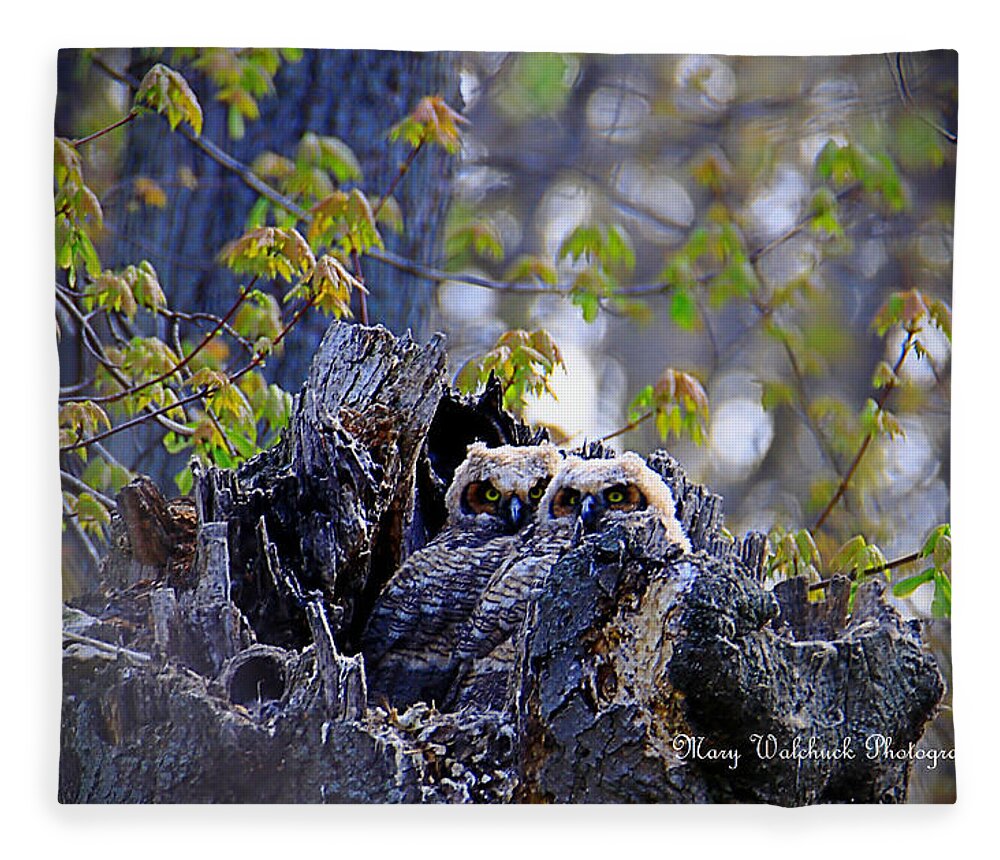 Owls Fleece Blanket featuring the photograph Great Horned Owlets by Mary Walchuck