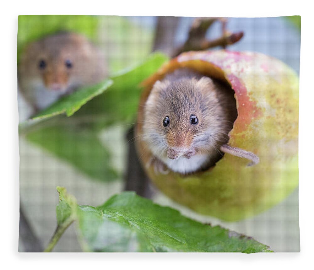 Apple Fleece Blanket featuring the photograph Green apple mouse by Erika Valkovicova