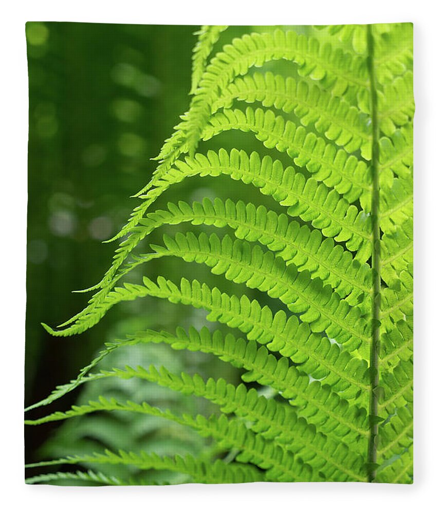 Fern Fleece Blanket featuring the photograph Green fern and summer dream in the forest by Adriana Mueller