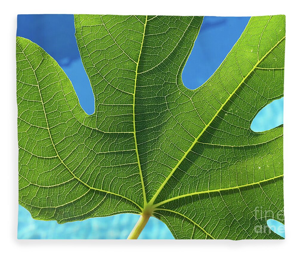 Fig Leaf Fleece Blanket featuring the photograph Green fig leaf and blue water by Adriana Mueller