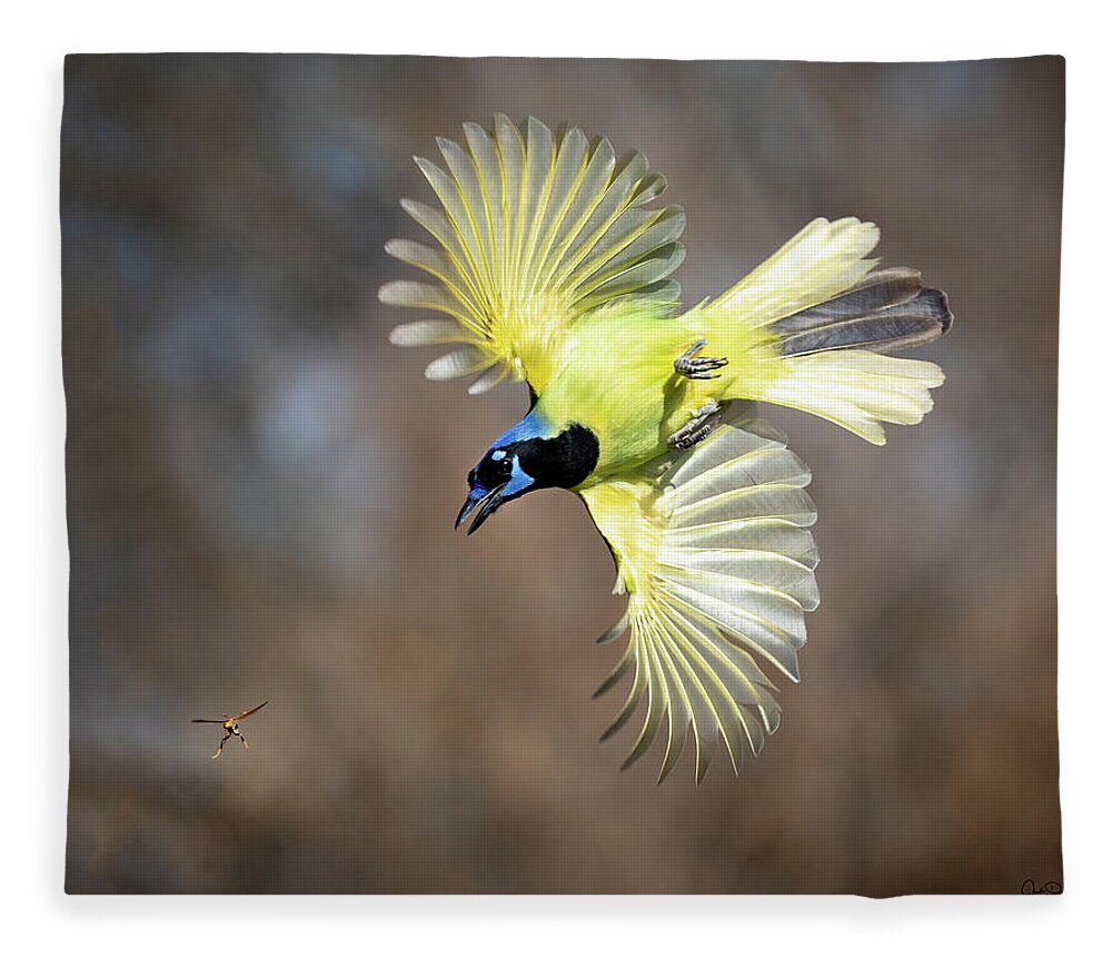 Green Jays Fleece Blanket featuring the photograph Green Jay chasing Wasp by Judi Dressler