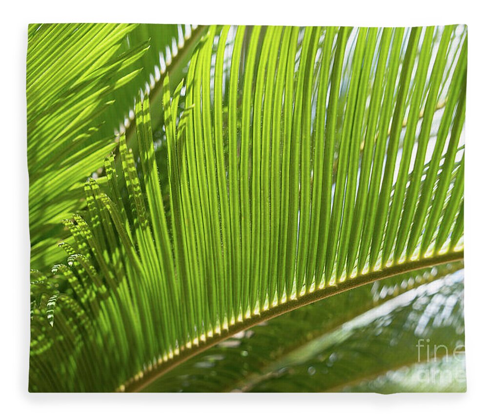Palm Fern Fleece Blanket featuring the photograph Green palm fern and Mediterranean sunlight by Adriana Mueller