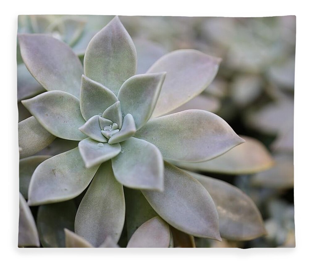 Succulent Fleece Blanket featuring the photograph Grey Ghost Plant by Mingming Jiang