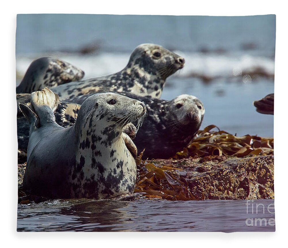 Grey Seal Fleece Blanket featuring the photograph Grey Seals, Farne Islands, UK. by Tony Mills