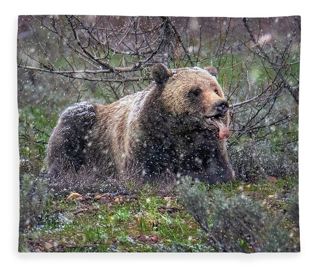 Snowflake Fleece Blanket featuring the photograph Grizzly Catching Snowflakes by Michael Ash