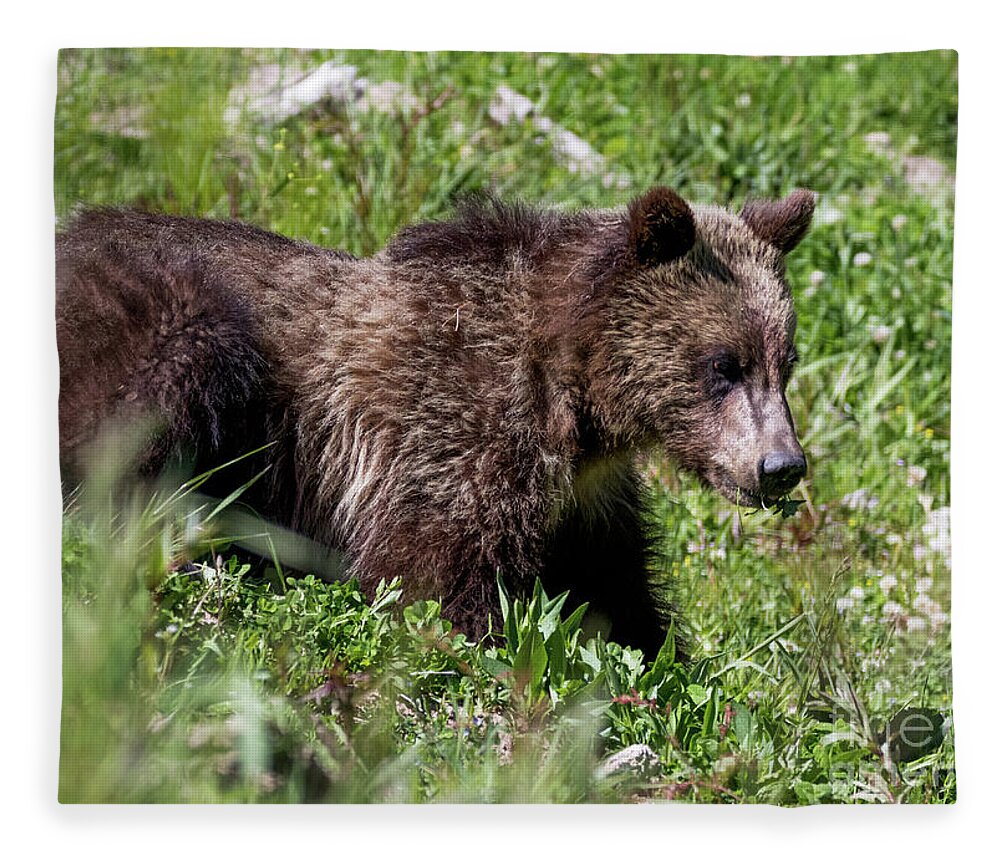  Fleece Blanket featuring the photograph Grizzly Cub by Vincent Bonafede