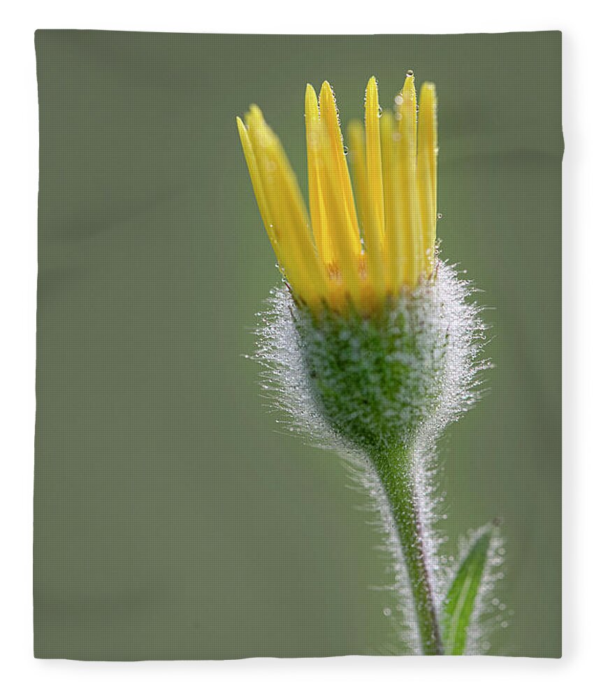 Groundsel Fleece Blanket featuring the photograph Groundsel Flower by Karen Rispin