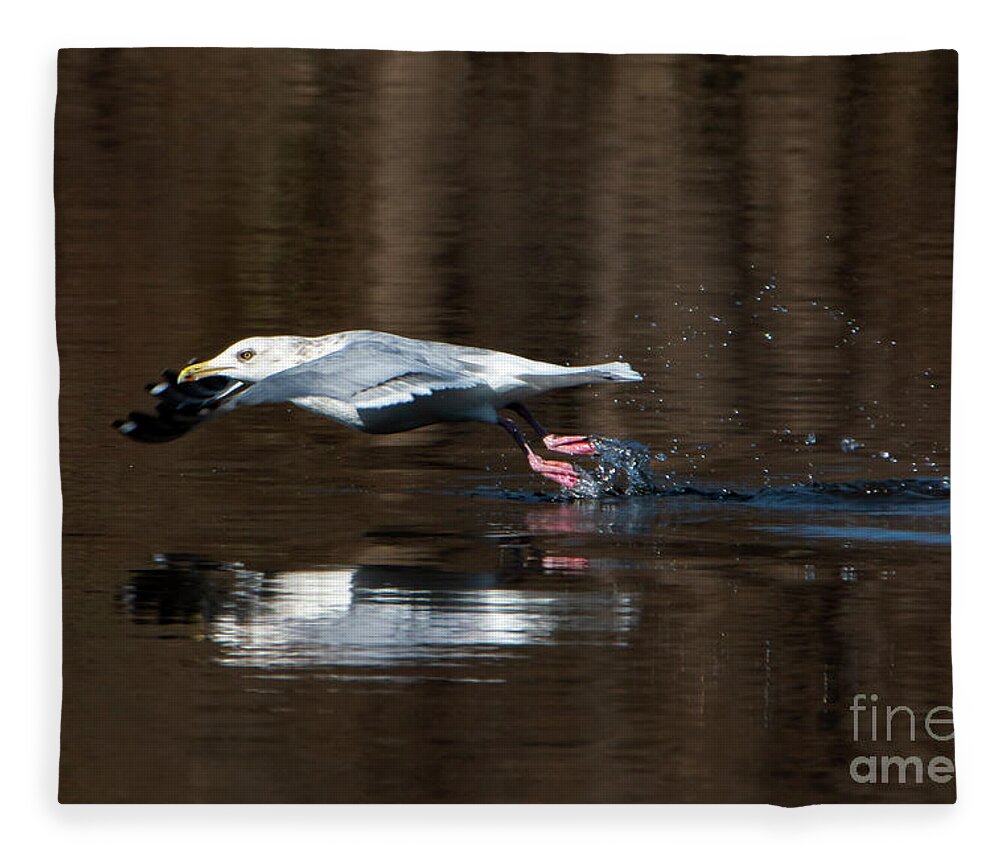 Bird Fleece Blanket featuring the photograph Gull In Flight over Water by Sandra J's
