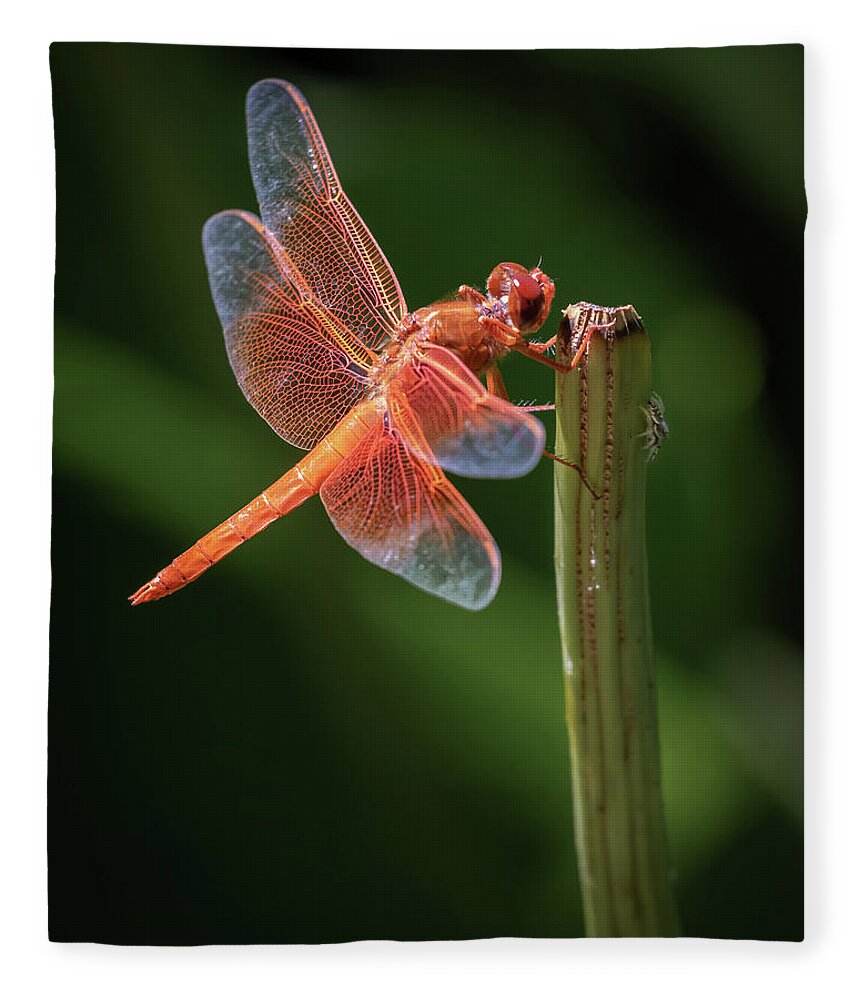 Orange Fleece Blanket featuring the photograph Hanging Out Together by Gary Geddes
