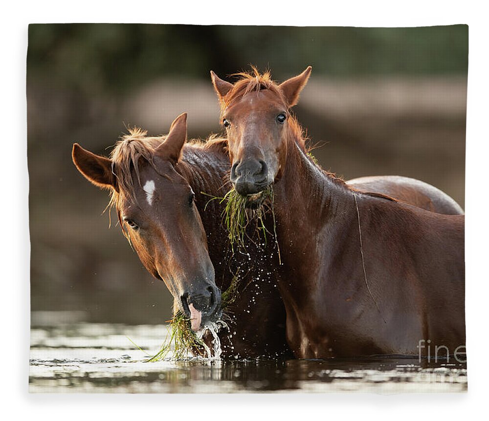 Salt River Wild Horses Fleece Blanket featuring the photograph Happy Meal by Shannon Hastings