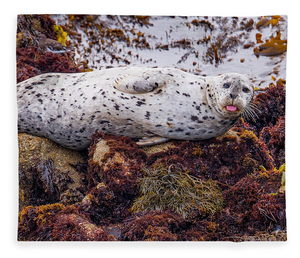 Harbor Seal Fleece Blanket featuring the photograph Happy The Harbor Seal by Derek Dean