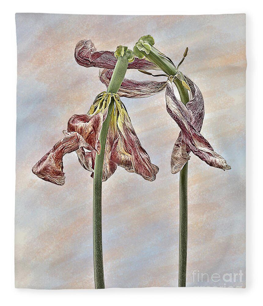 Wilting Tulips Flowers Associative Emotional Beautiful Touching Weird Eccentric Funny Peculiar Expressive Singular Stunning Effective Meaningful Thoughtful Creative Spiritual Cheerful Charming Aesthetic Lovers Human Affair Togetherness Together Protective Passion Romance Intrigue Cherish Care Fancy Delightful Pleasant Pretty Sweet Boyfriend Girlfriend Amorous Tender Warm Sweetheart Valentine Elegance Intimacy Simplicity Sentimental Personification Impersonation Delicate Gentle Pastel Drawing Fun Fleece Blanket featuring the photograph A Joy of Togetherness by Tatiana Bogracheva