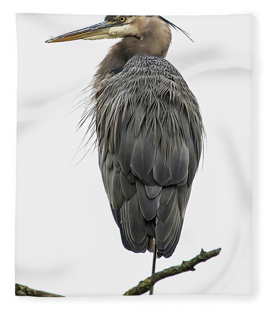 Heron Fleece Blanket featuring the photograph Harold the Heron by Brian Shoemaker