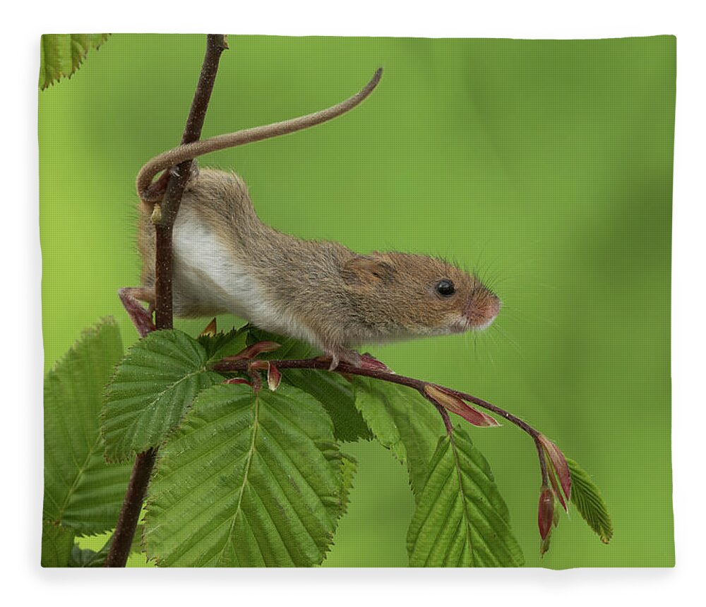 Harvest Fleece Blanket featuring the photograph Harvest Mouse-3056 by Miles Herbert