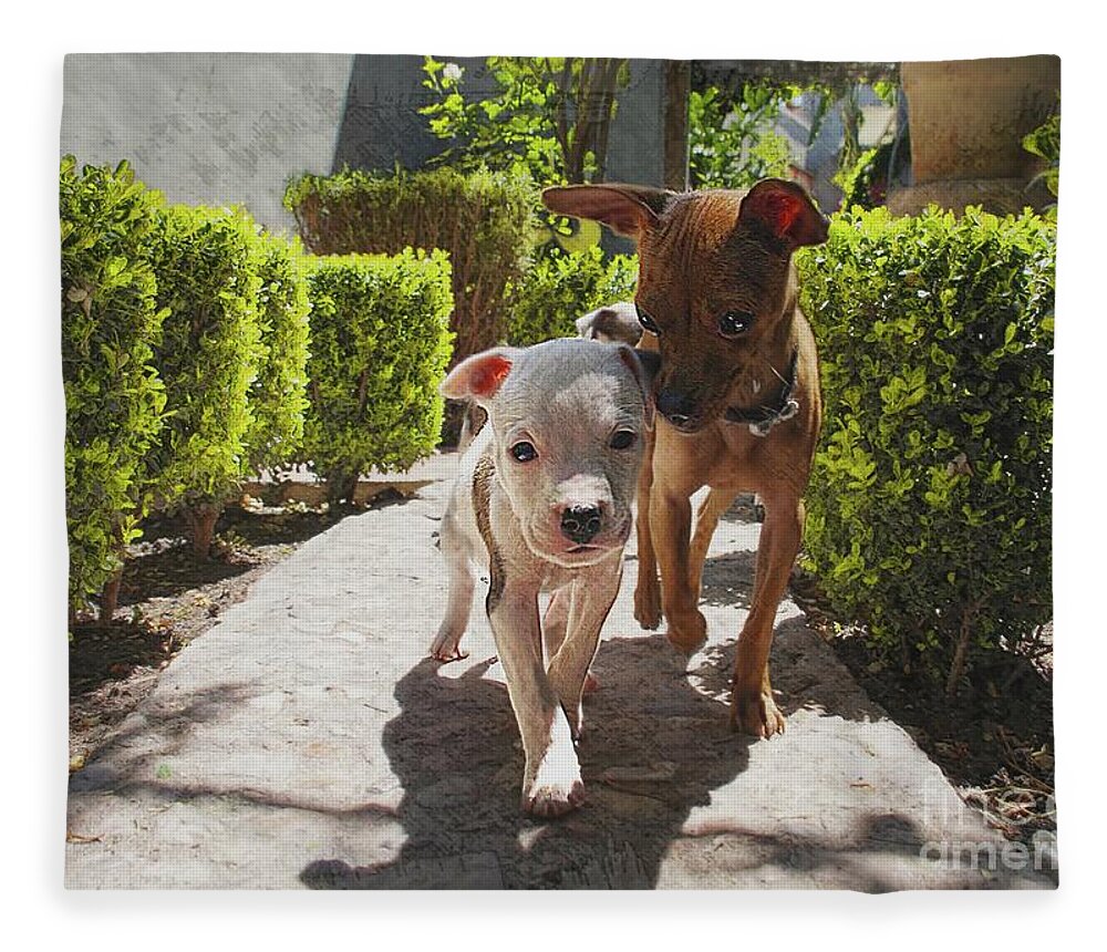 Dogs Fleece Blanket featuring the photograph Having Fun Again by John Kolenberg