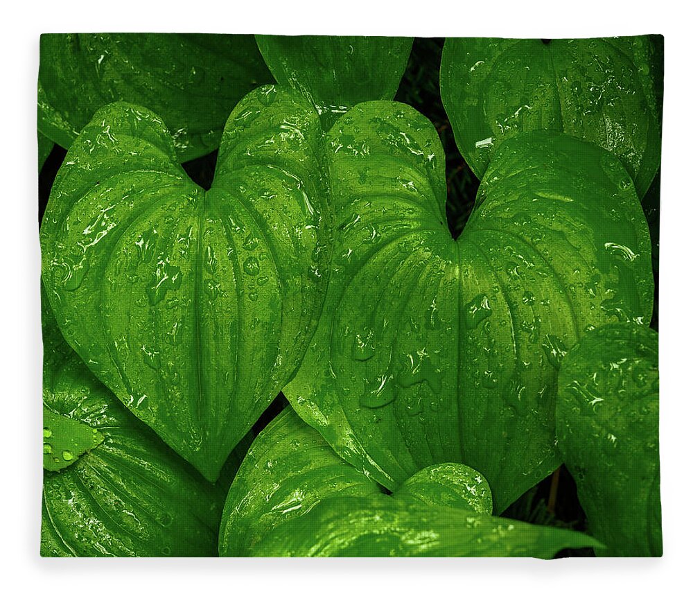 Leaves Fleece Blanket featuring the photograph Hearts in the rain forest by Robert Miller