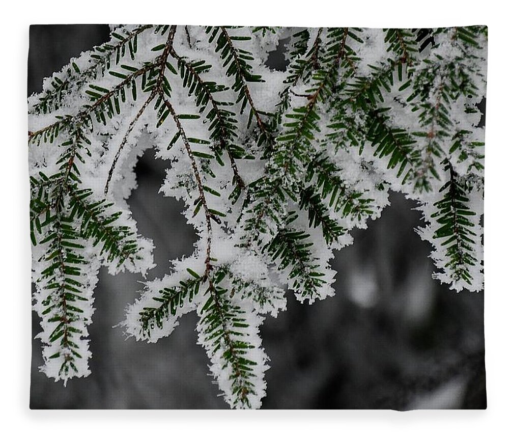 Tucker County  Fleece Blanket featuring the photograph Hemlock and Hibernation Dust by Randy Bodkins