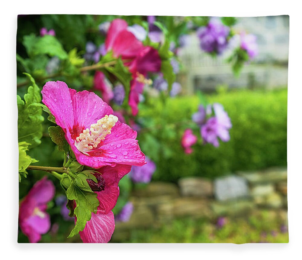 Connecticut Fleece Blanket featuring the photograph Hibiscus Syriacus II by Marianne Campolongo