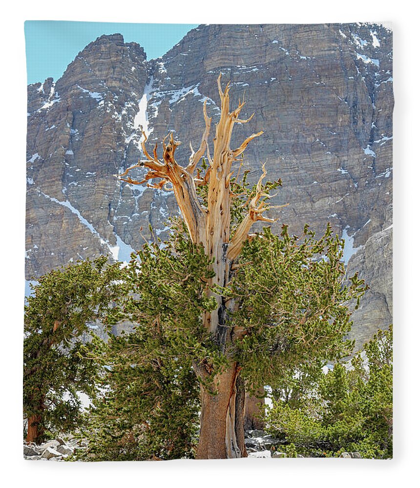 Nevada Fleece Blanket featuring the photograph High Elevation Perseverance - Great Basin National Park by Brett Pelletier