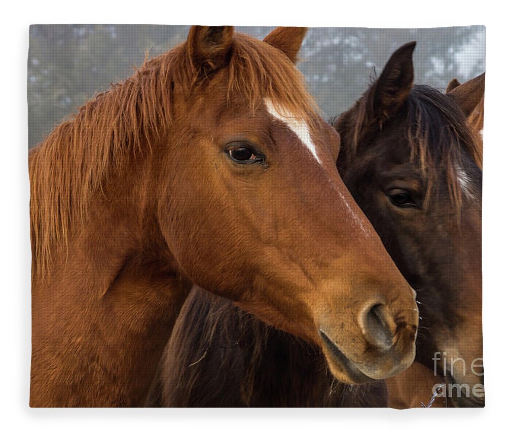 Horse Fleece Blanket featuring the photograph Horse Triplets by Jennifer White