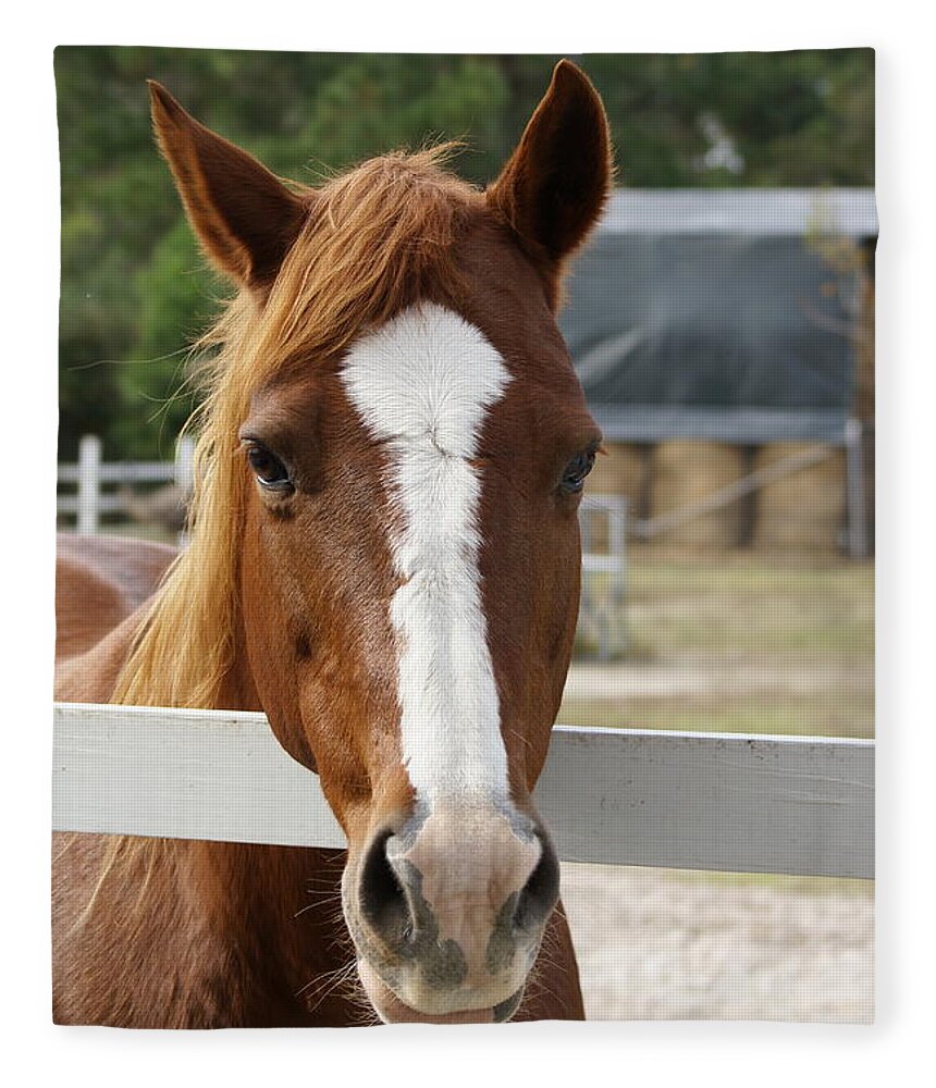  Fleece Blanket featuring the photograph Horse Welcome by Heather E Harman
