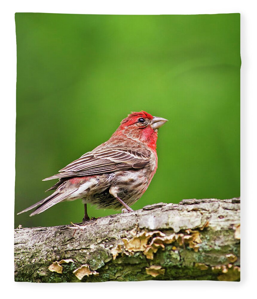 Bird Fleece Blanket featuring the photograph House Finch Perched by Christina Rollo