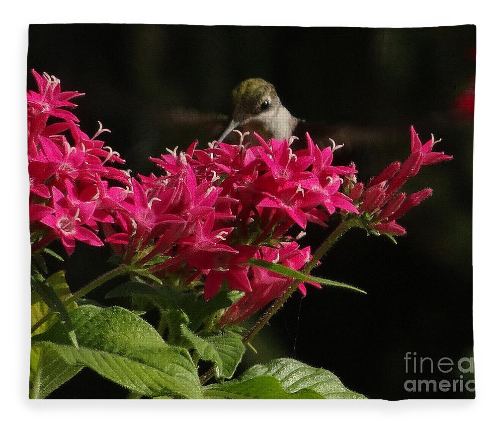 5 Star Fleece Blanket featuring the photograph Hummers on Deck- 2-03 by Christopher Plummer