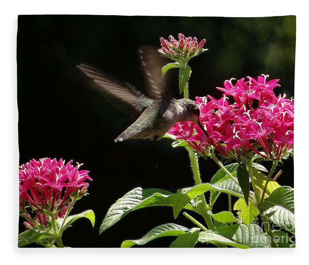 5 Star Fleece Blanket featuring the photograph Hummers on Deck- 2-06 by Christopher Plummer