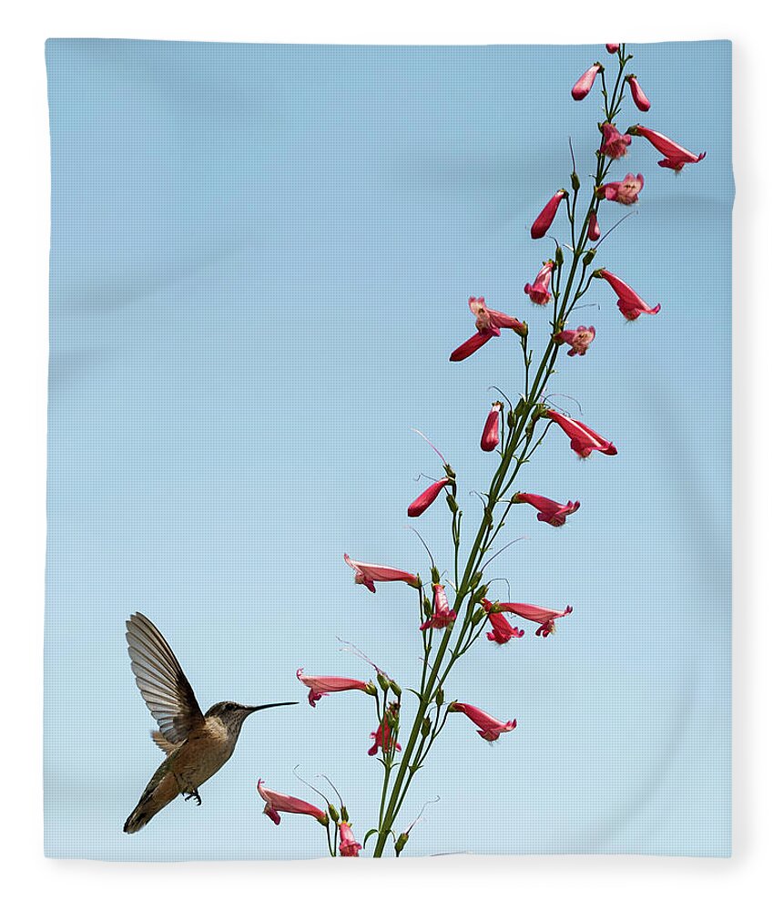 Hummingbird Fleece Blanket featuring the photograph Hummingbird 2 by Stephen Holst