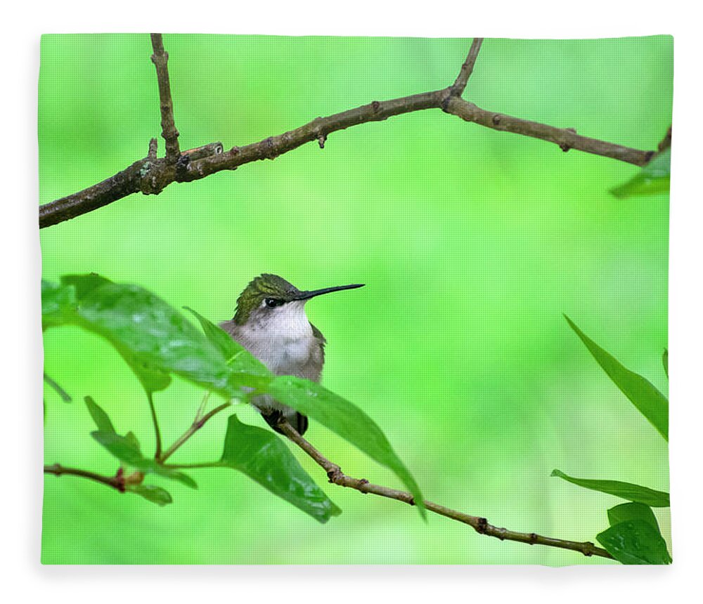 Hummingbird Fleece Blanket featuring the photograph Hummingbird Green by Christina Rollo