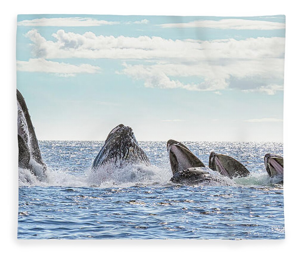 Whale Fleece Blanket featuring the photograph Humpbacks in a Row by Michael Rauwolf