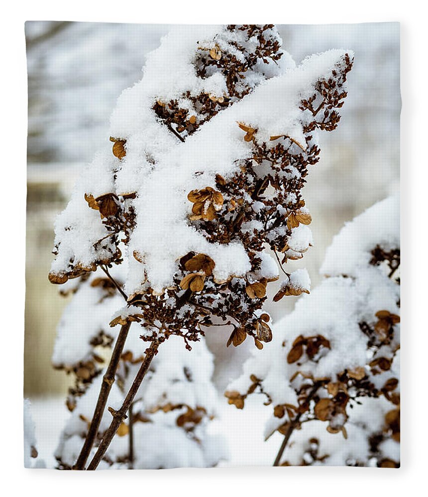 Snow Fleece Blanket featuring the photograph Hydrangea Waits for Spring by Craig A Walker