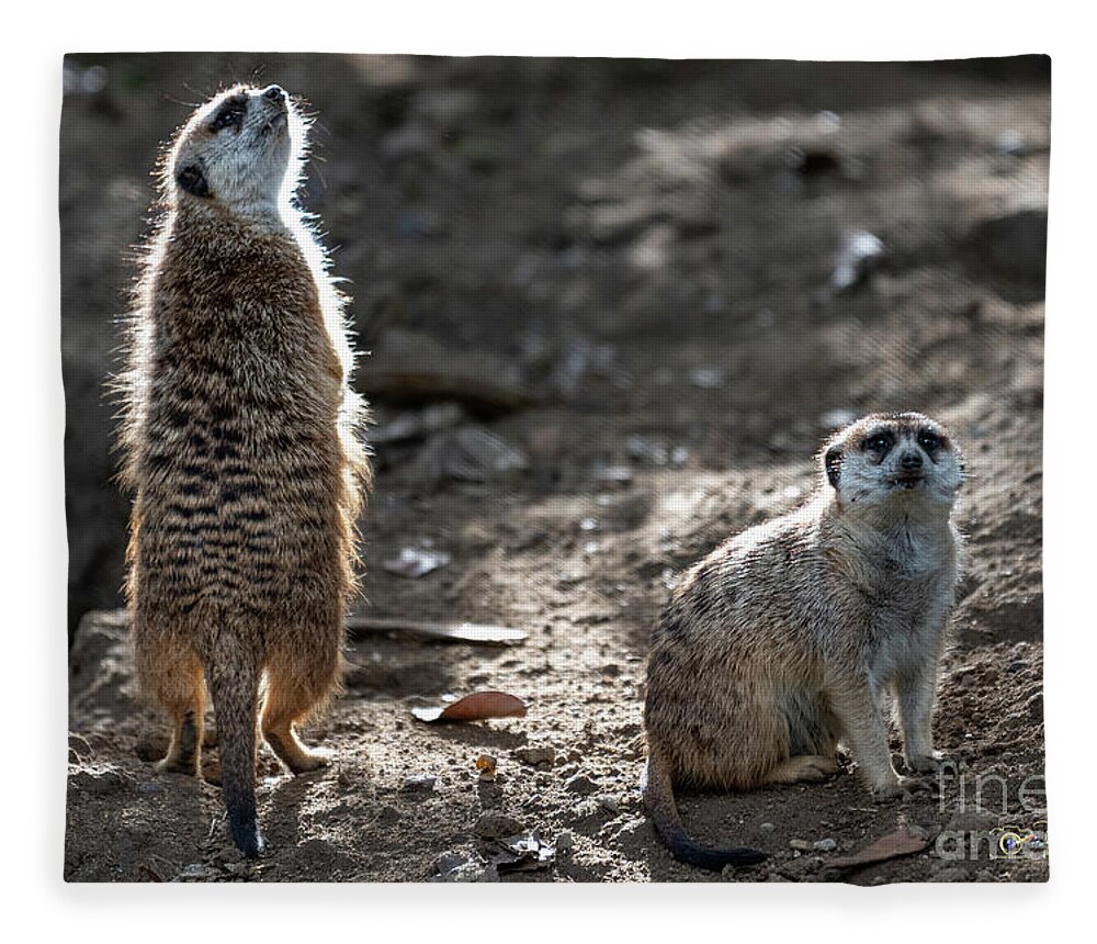 Brown Fleece Blanket featuring the photograph I Smell Food by David Levin