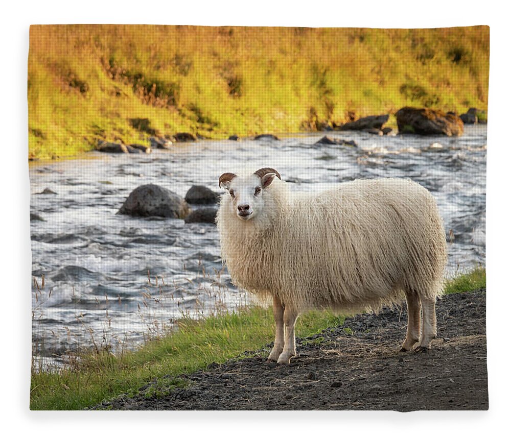 Iceland Fleece Blanket featuring the photograph Icelandic Sheep Along The Kverna River by Kristia Adams