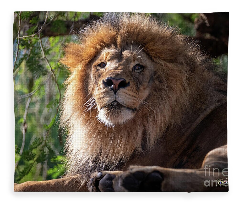 David Levin Photography Fleece Blanket featuring the photograph I'm Looking at You by David Levin