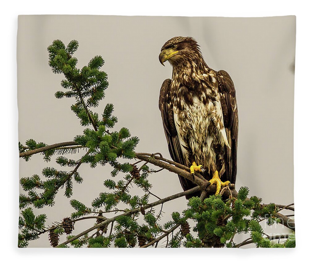 Bald Eagle Fleece Blanket featuring the photograph Immature Bald Eagle at Camano Island, Washington by Nancy Gleason