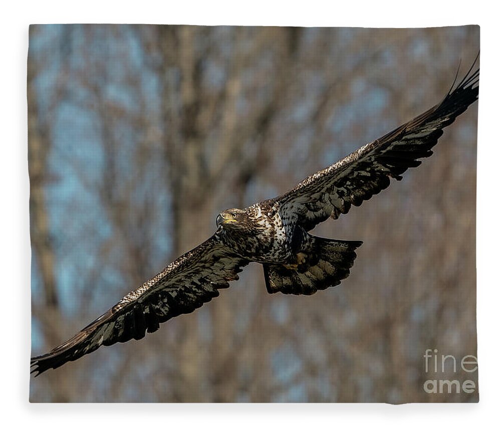 Bald Eagle Fleece Blanket featuring the photograph Immature Bald Eagle in Flight by Sam Rino