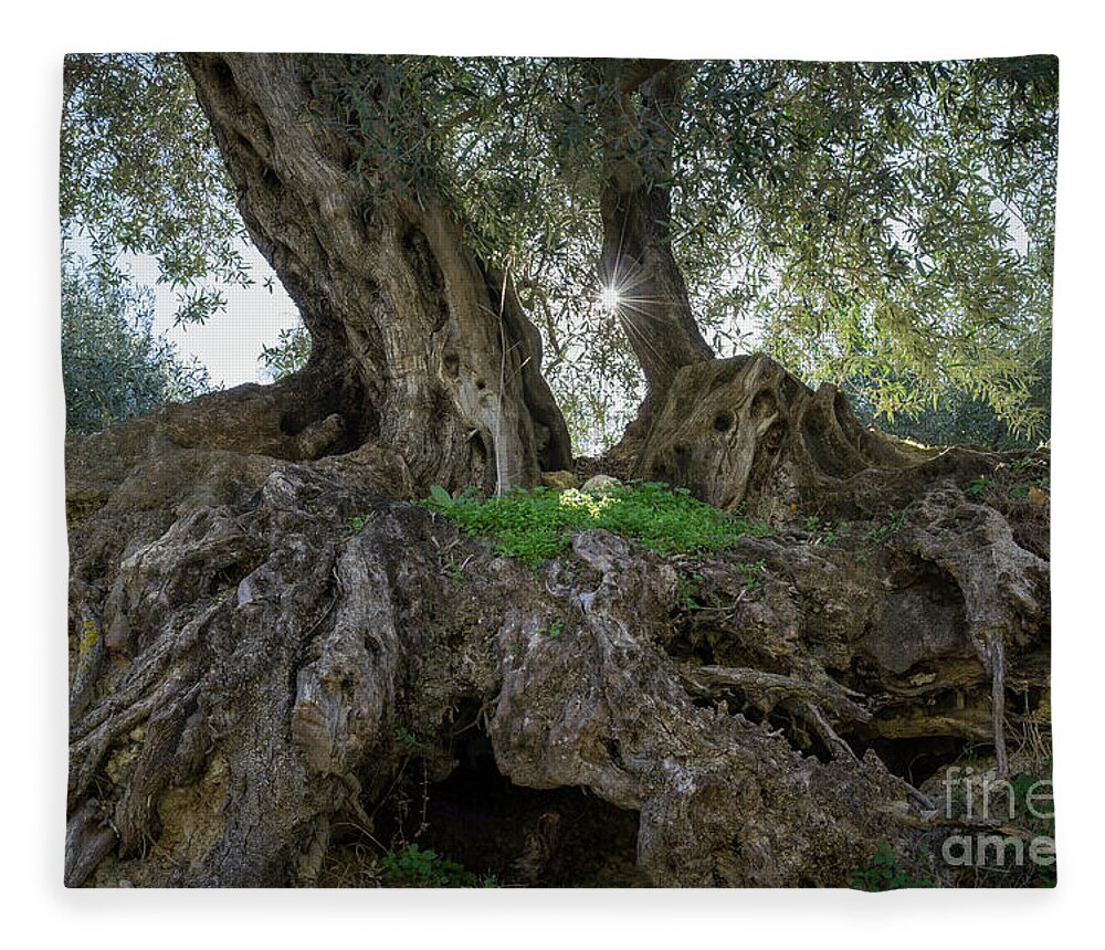 Olive Fleece Blanket featuring the photograph In the shade of the olive tree by Adriana Mueller